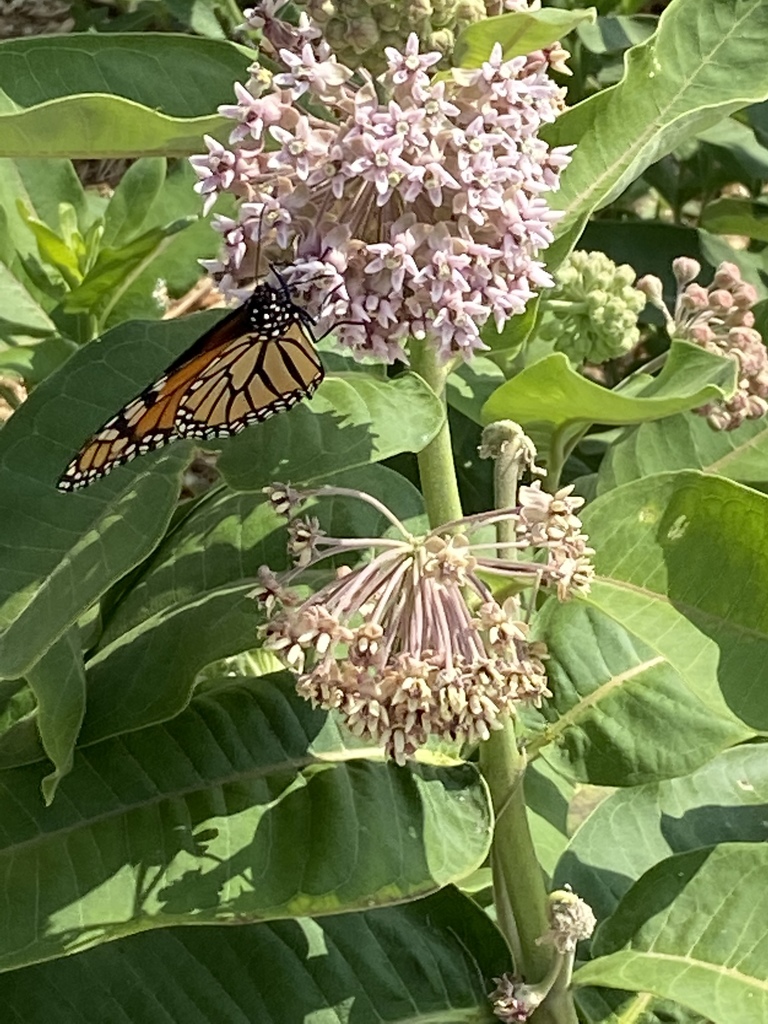 butterfly on flower