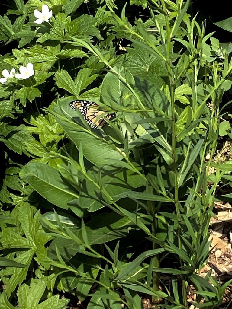 prairie garden