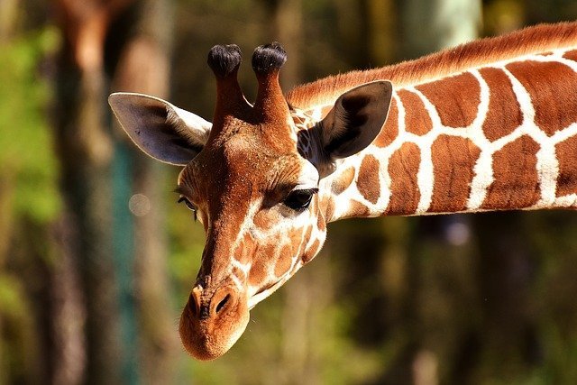 We can all be a giraffe hero by sticking our neck out for others!