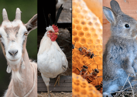 urban livestock
